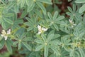 White lupin Lupinus albus, white flowers and leaves Royalty Free Stock Photo